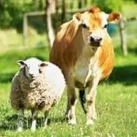 آموزش پرورش دام سبک  و سنگین