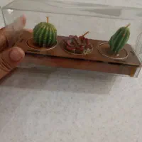 شمع کاکتوسی