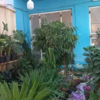 گل ها بزرگ و شیک