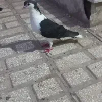 کبوترطوقی