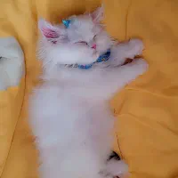 گربه پرشین فلت عروسکی ماده