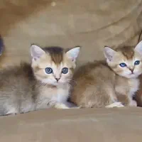بریتیش گلد ان وای