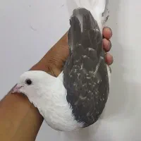 کبوتر دوکت