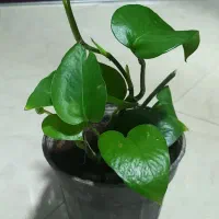 گلدان پتوس و گندمی و ناز ، ارزان