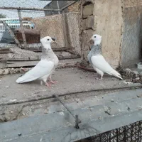 طوقی|پرنده|مشهد, عنصری|دیوار