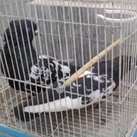 کبوتر کفتر یک جفت سینه سیاه درشت