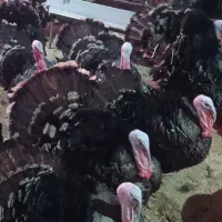 بوقلمون بزرگه گوشتی و جوجه