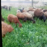 گوسفند