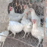 مرغ فروشی