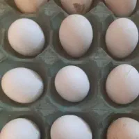 تخم مرغ محلی و ارگانیک