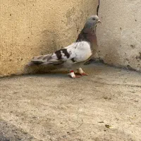 کبوتر ترکیه بازی دار ی جفت یدون جوجه چن پره