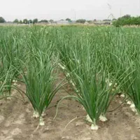 فروش زمین کشاورزی قطره ای