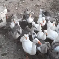 قوغاز