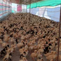 فروش اردک گوشتی ورامینی