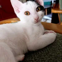 واگذاری بچه گربه حدودا ۴ ماه