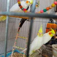 طوطی هلندی