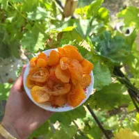 برگه زردآلو(قیصی)