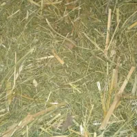 فروش کاه جاشیر و کاه عدس و کاه شنبلیله