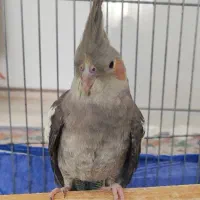 عروس هلندی