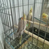 عروس هلندی