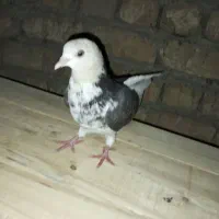 کبوتر شازده ماده ابلغ