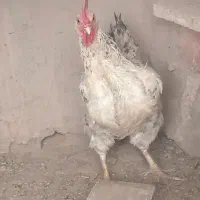 مرغ|حیوانات مزرعه|چترود, |دیوار