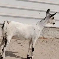 بز صلاله گل توپی اصل