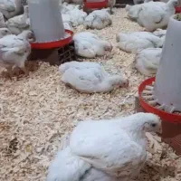 مرغ گوشتی ارگانیک