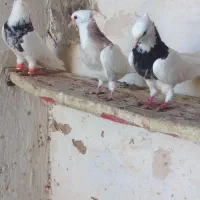یه جفت توقی با یک عدد جوجه