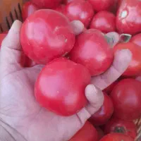 ابگیری گوجه فروش گوجه فروش رب عالی