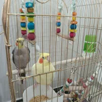 عروس هلندی