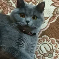 گربه ماده بالغ اسکاتیش آنفولد بلو