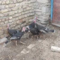 بوقلمون