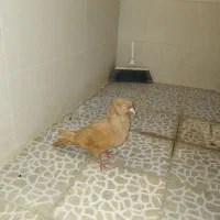 کبوتر