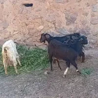 بز شرا|حیوانات مزرعه|مشکان, |دیوار
