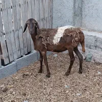 بره دورگ سودانی دم دراز