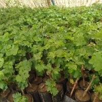 نهال ترکمن ۴موجود