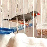 فنچ نر لپ قرمز مست خیلی درشت