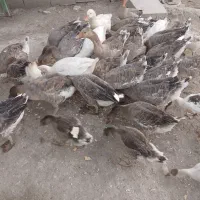 غاز