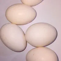 تخم مرغ محلی