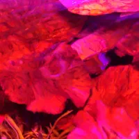 انواع گیاهان خاص آکواریومی و نور های خاص رشد