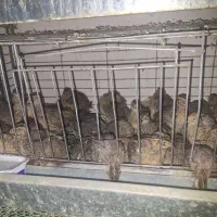بلدرچین تخم گذار