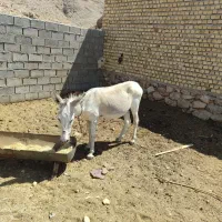 الاغ