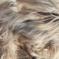 سگ پشمالو ماده