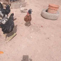 خروس|حیوانات مزرعه|یزد, |دیوار