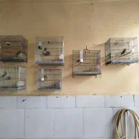 فروش تعدادی پرنده عالی فروش فوری