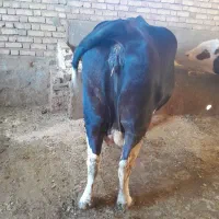 فروش گاو سمینتال