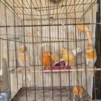 هفت عدد جوجه قناری