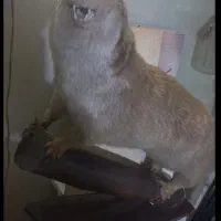 مجسمه دکوری سمور