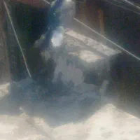 کبوترهمه‌رقم‌هستش